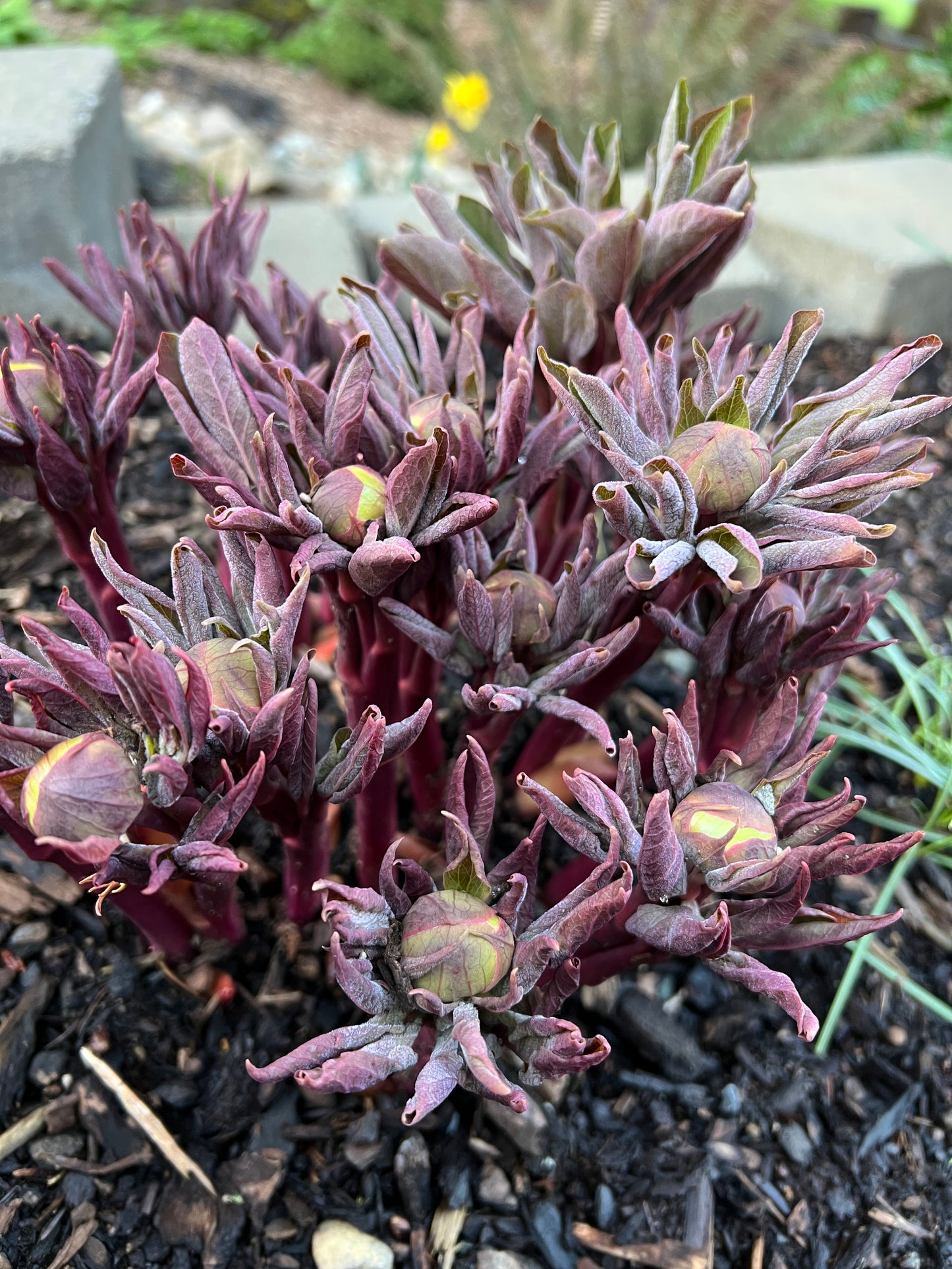 p. daurica subsp. mlokosewitschii x OP - Peony Seed