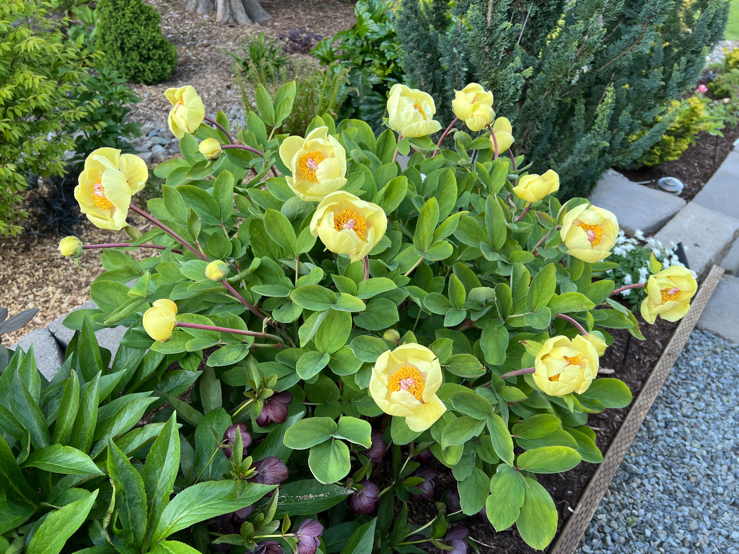 p. daurica subsp. mlokosewitschii x OP - Peony Seed