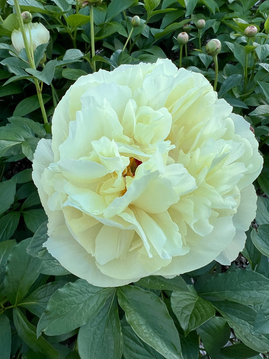 Vanilla Schnapps - Herbaceous Peony