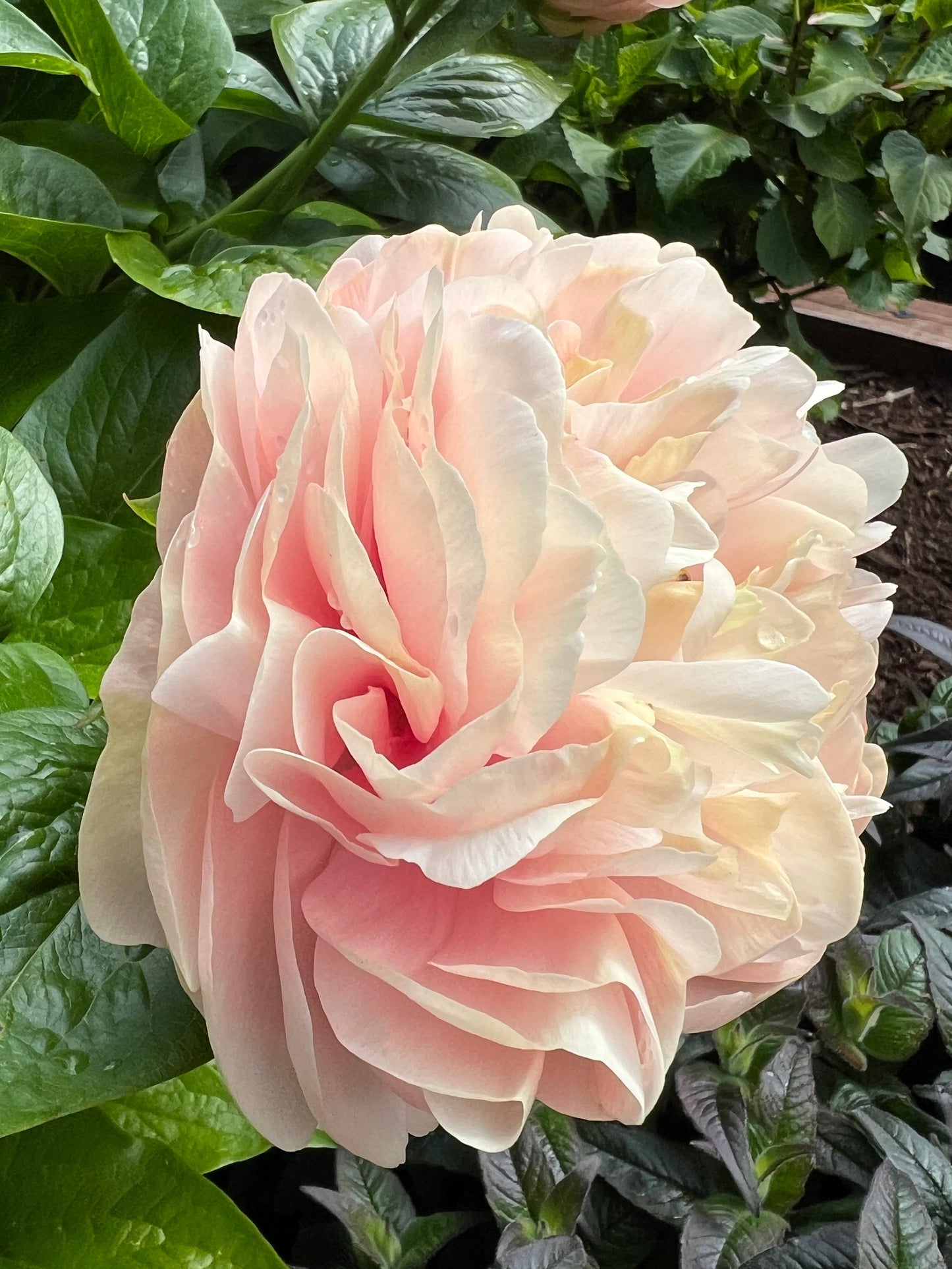 Callisto - Herbaceous Peony