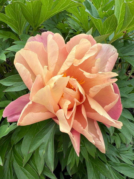 Joanna Marlene - Intersectional Peony