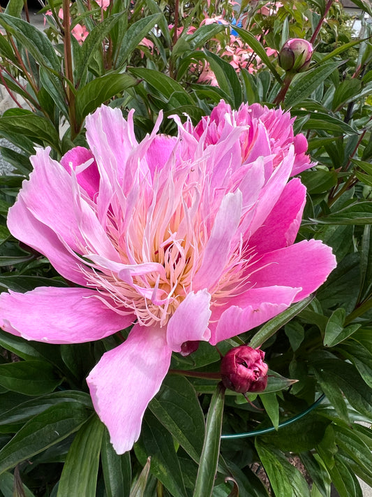 Fiber Optic - Herbaceous Peony