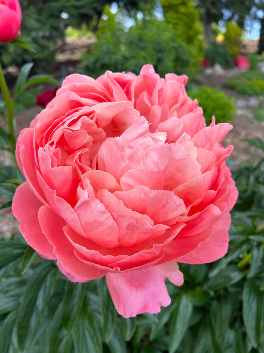 Coral Charm - Herbaceous Peony