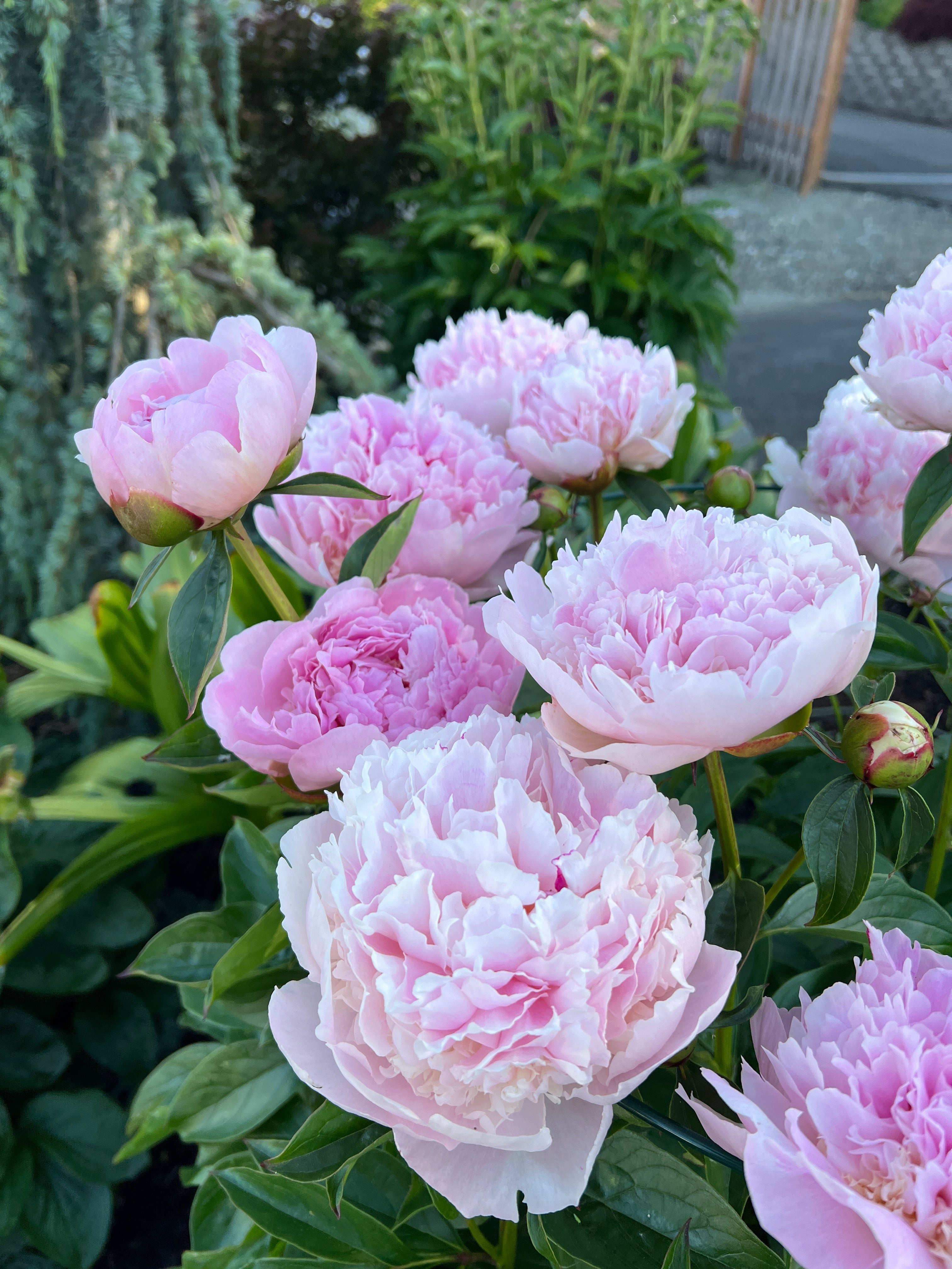 Iona Girlish パイピングOP Oochigeas Itoh Peony, Paeonia (Intersectional hybrid) x