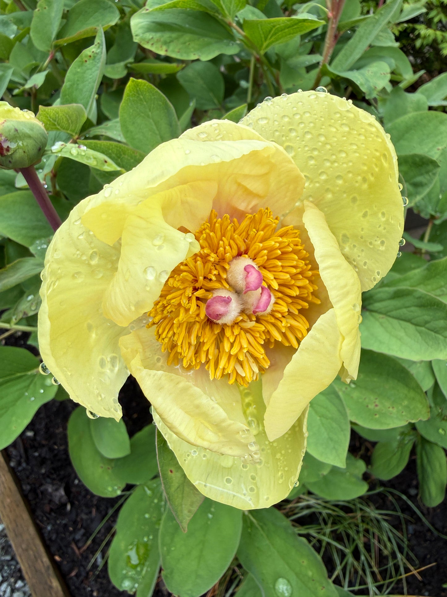 p. daurica subsp. mlokosewitschii x OP - Peony Seed