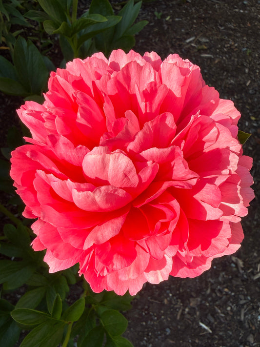 Lorelei - Herbaceous Peony