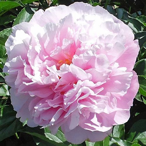 Manitowoc Maiden - Herbaceous Peony