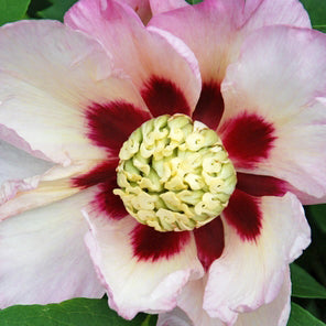 Pastel Splendor - Intersectional Peony