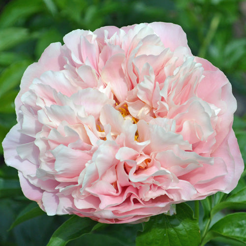 Pastelorama x OP - Peony Seed