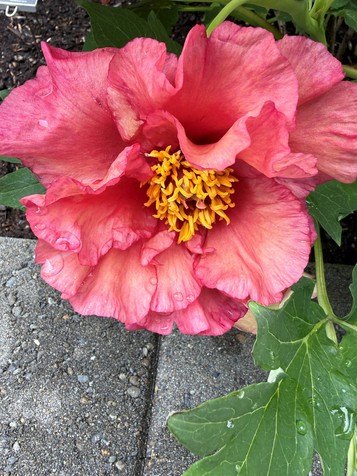 Ruffled Sunset - Woody Peony