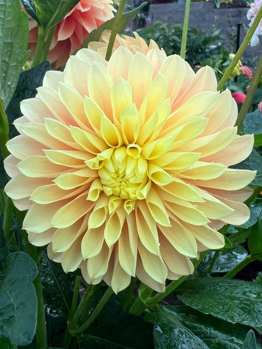 Seabeck's Shirley - Potted Dahlia Cutting