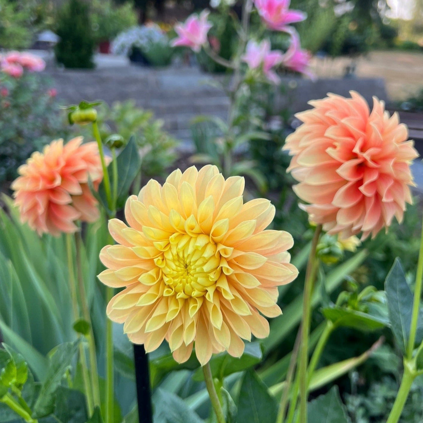 Seabeck's Shirley - Potted Dahlia Cutting