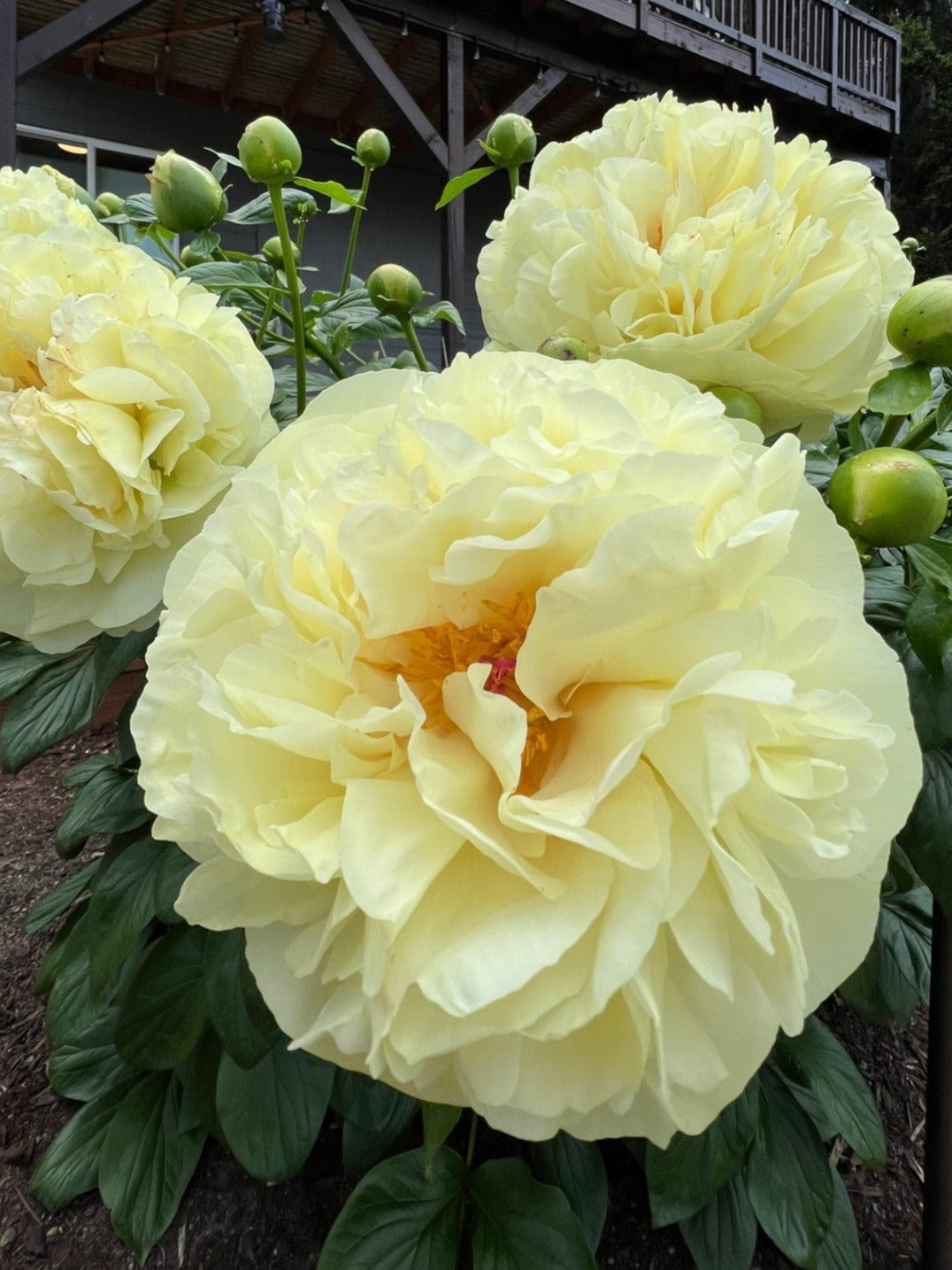 Lemon Chiffon x OP - Peony Seed