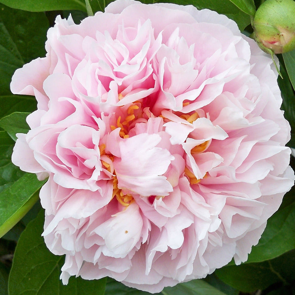 Sky Dance - Herbaceous Peony