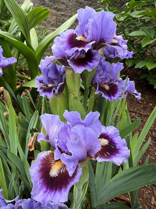 Wide Eyed - Dwarf Bearded Iris