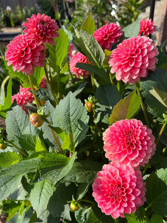 KA's® Boho Peach - Potted Dahlia Cutting